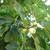 Ficus carica fruit