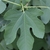 Palmate leaf