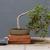 Bonsai
