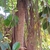 Brown trunk and hanging aerial roots