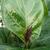 Ficus lyrata bud