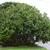 Ficus lyrata habit