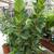 Ficus lyrata in pots
