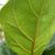 Ficus lyrata leaf underside