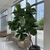 Large potted specimen with branched stems & big, broad leaves.