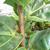 Ficus lyrata stem 