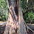 Trunk of the tree in native habitat
