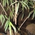 Leaves and trunk
