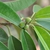 Fruits