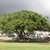 A large tree with a broad, umbrella-like canopy