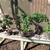 A bench with several bonsai trees