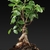 Bonsai form of the plant
