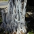 Smooth gray trunk with a net of aerial roots clinging to it.