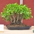 A shallow ceramic tray with a multiple-trunked bonsai