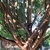 Many-branched trunk with brown, smooth bark.