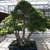 Large plant in a container in a greenhouse