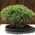 Grown as a bonsai