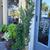 Ficus pumila
