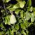 Ficus pumilafruit
