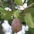 Ficus pumila ripe fruit