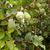 Ficus pumila vines and fruit