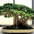 Grown as a bonsai