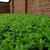 Ground cover