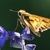 close-up of skipper on dark blue flower