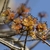 Cluster of male flowers showing filaments and anthers