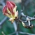 Flame Azalea flower buds