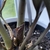 Close-up of the fleshy, erect petioles that store water.