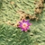 Flower & Leaf in April in Kamrup, Assam, India