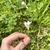 Flower in October in Onkaparinga, Australia