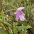 Flower in September in Craven County, North Carolina