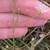 Fingers cradling buds and one open head with lavender rays.