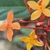 Flower closeup in February in Ko Samui District< Thailand