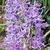 Flower spike closeup in May in Lublin, Poland