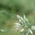 Flower Closeup in June in 15380 Le Falgoux, France