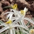 Flower Closeup in May in Washoe County, North Carolina