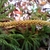 Flower closeup in October in Union County, Tennesse