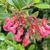 Flower details in September in Clatsop County, Oregon
