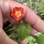 Flower and leaf in September in Hale County, Alabama