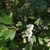 Leaves and Flowers in May in Ukraine