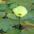 Flower and leaves in October in Hsinchu County, Taiwan