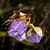 Flower maculatum in June in Rio de Janeiro, Brazil