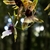 Flower maxillaire in April in Sao Paulo, Brazil