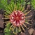 Flower top view in Octoberin West Coast County, South Africa
