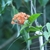 Flower in April in Hat Yai District in Thailand