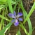 Flower in August in East Baton Rouge Parish, Louisiana