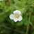 Flower in August in Macon County, North Carolina